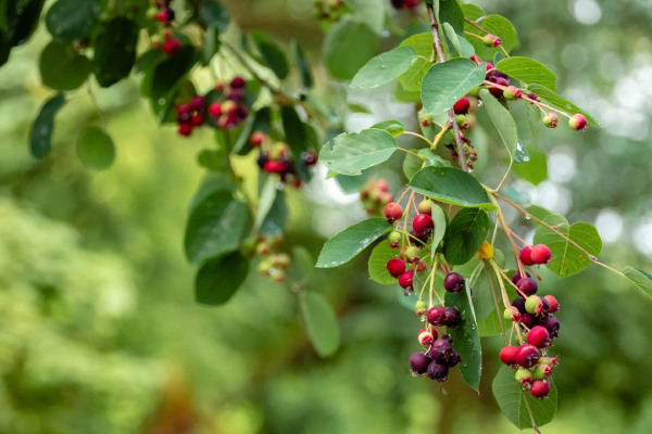 Best Elderberry Supplements